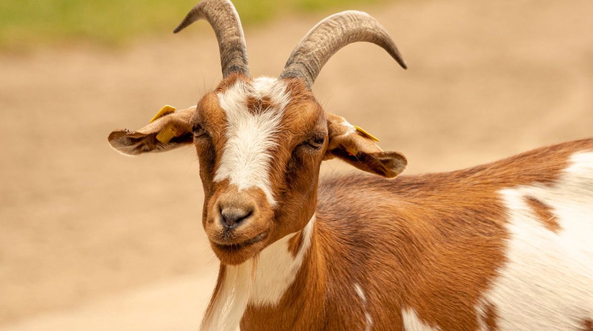 Deretan Manfaat Menakjubkan Susu Kambing Etawa Bagi Kesehatan Paru Dan Tulang